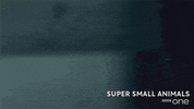 bbc cute animal bbc slide GIF