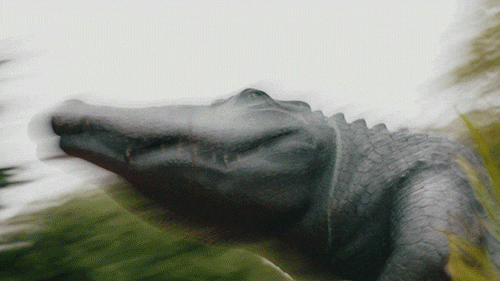 Confused Alligator GIF by San Francisco State University