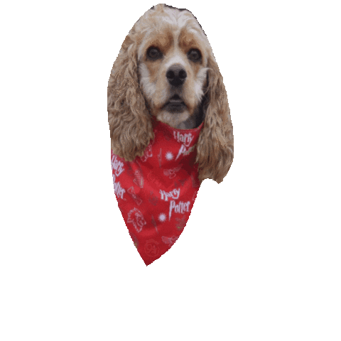 Harry Potter Sticker by Geekster Pets