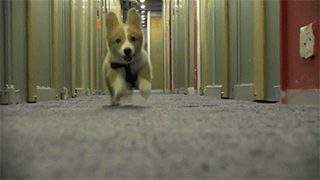 run camera GIF