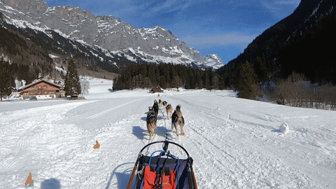 Snow Dogs GIF by Jungfrau Region