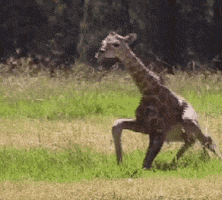 Wooglag giphyupload GIF