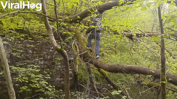 Crossing a River Using a Tree Doesn't go as Planned