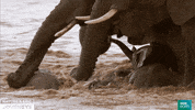 drowning nature's epic journeys GIF by BBC Earth