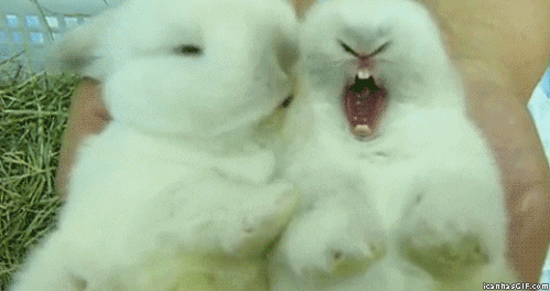 Rabbit Licking GIF
