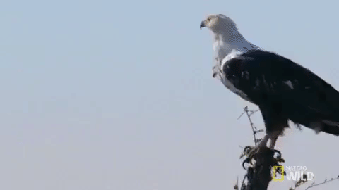 nat geo wild GIF by Savage Kingdom