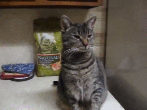 Video gif. Gray shorthair cat remains expressionless while raising its small paw to high-five a human hand.