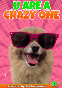 Crazy Cray Loco U Ar Pj Petjuvenate GIF by PetJuvenate - PJ