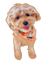 Tongue Out Happy Dog Sticker