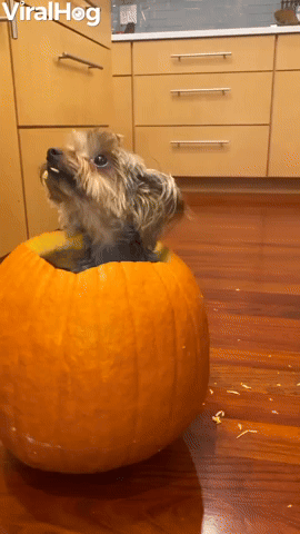 Yorkie Doesnt Want to Leave Pumpkin Snack