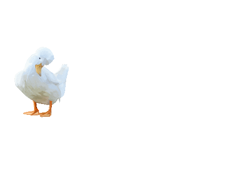 Promo Duck Sticker