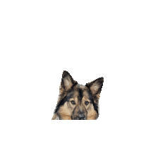 The Witcher Sticker by Geekster Pets