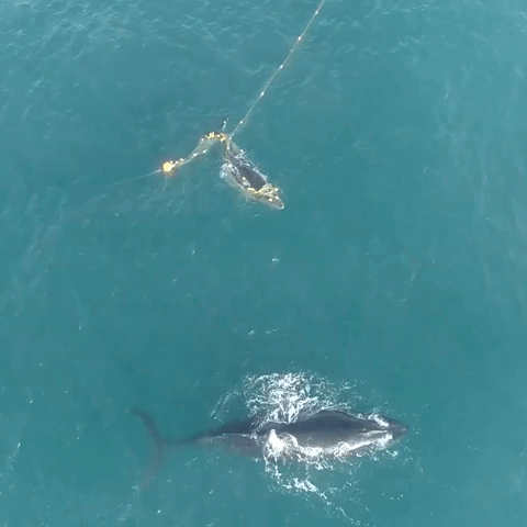 Entangled Whale Calf Rescued From Shark Net