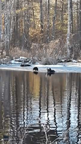 Adorable Otters Play in Morning Sunlight