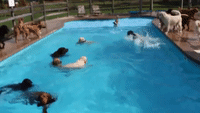 These Dogs Beat the Late Summer Heat With a Swim
