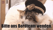 unsereoebb cat katze oebb weltkatzentag GIF