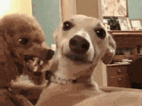 Dogs Angry Dog GIF