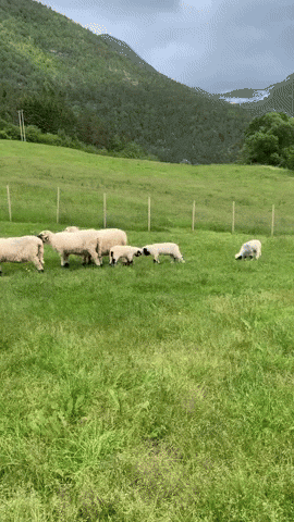 cuteanimalland giphyupload GIF