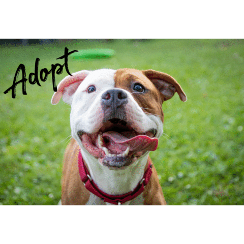 pitbulladvocatesofamerica giphyupload love heart dog Sticker