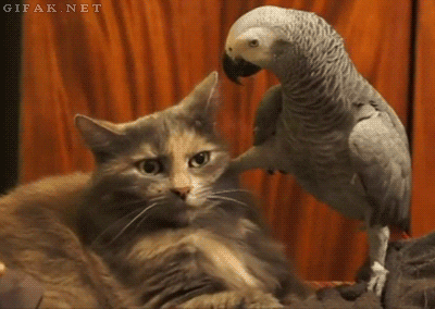 not amused african grey GIF