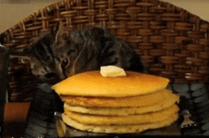 cat pancakes GIF