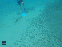 Snorkeler Swims Into Giant Bait Ball of Fish in Virgin Islands