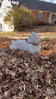 Boxer Bounces Through Leaf Pile