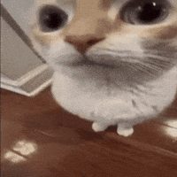 Cat Stare GIF