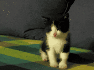 funny cat GIF