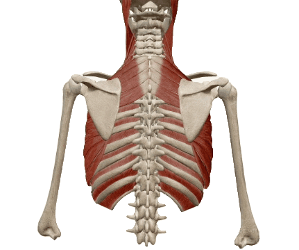 physiocentermx giphyupload physiocentermx serratoposterior serratoposteriorsuperior Sticker