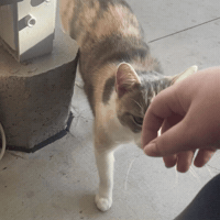 Tiggy GIF