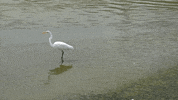 Education Vocabulary GIF by DIIMSA Stock