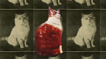 johnesullivan jesft GIF