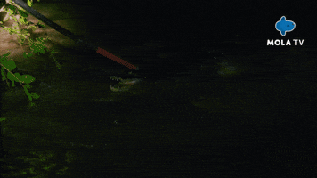 Wild Life GIF by MolaTV