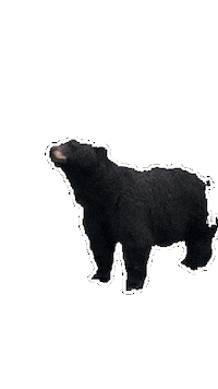 Sticker Bear Sticker
