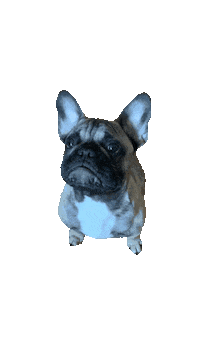 olyakartashova happy dog pet nose Sticker