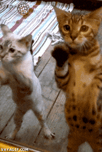 gatos GIF