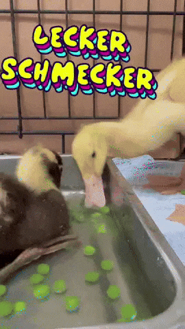 Lunch Essen GIF
