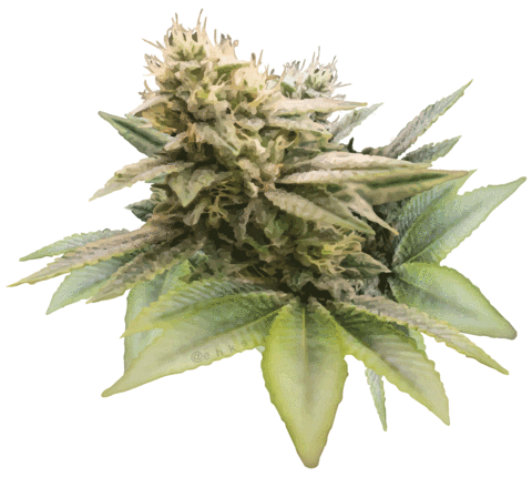 Dope Bud Sticker