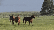 wyoming GIF