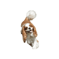 Dogs Love Sticker