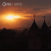 Pbs Nature Halloween GIF by Nature on PBS