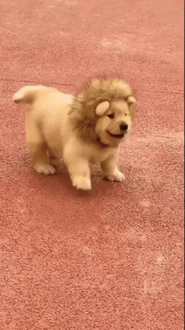cuteanimalland giphyupload GIF