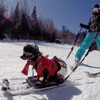 Wiener Dog Goes Skiing