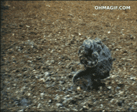 Video gif. An octopus walks on its tentacles across the ocean floor like a human.