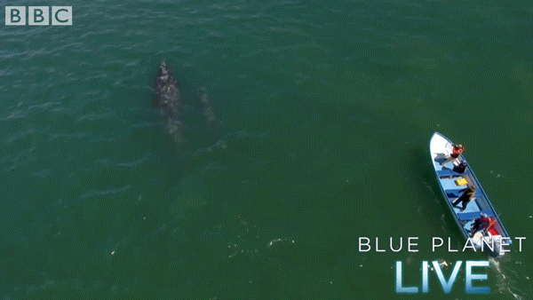 bbc one blue planet 2 GIF by BBC