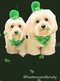 St Patricks Day Dog GIF by HammyandBrody