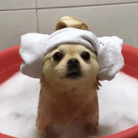 Video gif. Small dog looks around a bit confused with a towel wrapped around its head like its Princess Leia buns.