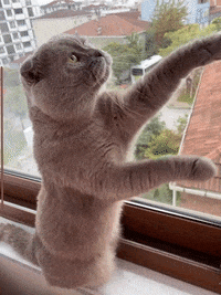 Ceda35 cat animals instagram cats GIF