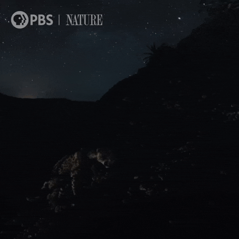 Explore Costa Rica GIF by Nature on PBS